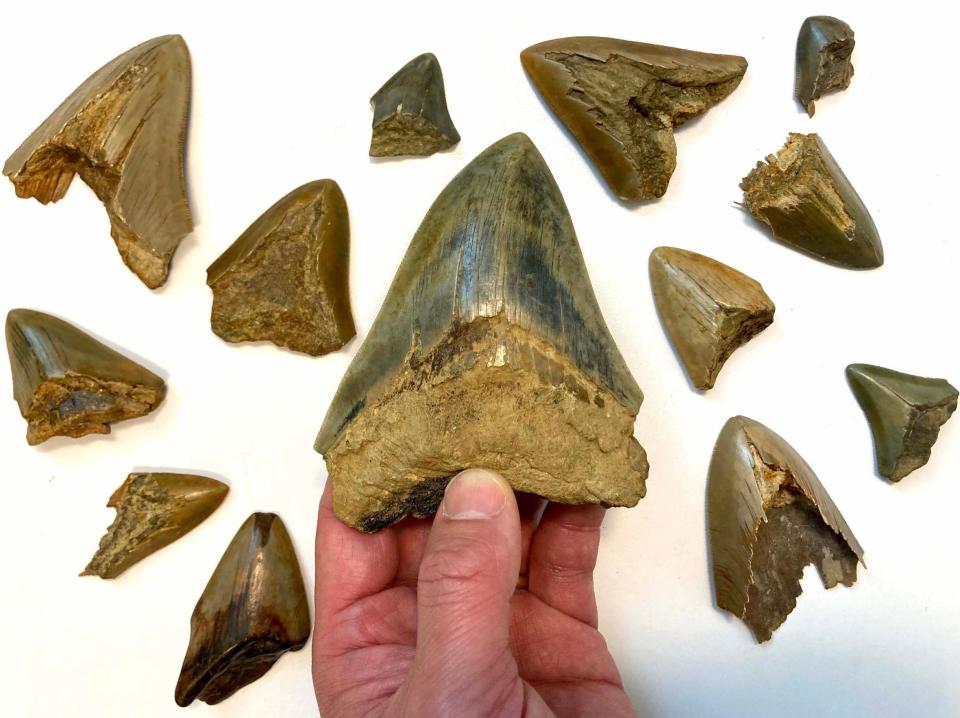 fossilized shark teeth on a white table with one large megalodon tooth in a person's hand