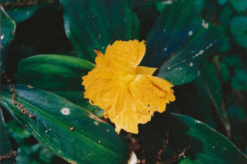 About 18 inches tall, fiery costus (Costus cuspidatus) can flower year-round if winters are mild.