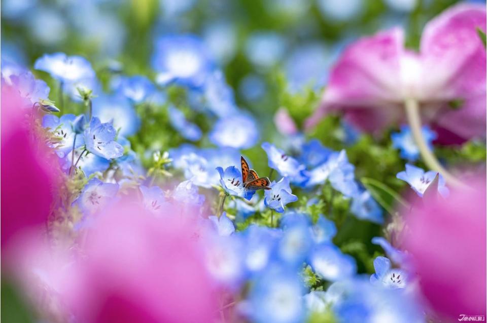 靜岡濱松・濱名湖行程精選 賞花喝茶吃鰻魚