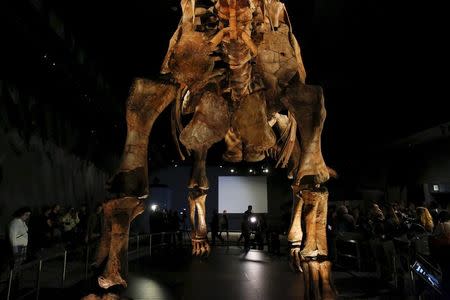 The skeleton cast of a titanosaur is seen during a media preview at the American Museum of Natural History in New York January 14, 2016. REUTERS/Shannon Stapleton