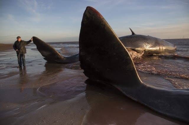 Fifth sperm whale washes up on Lincolnshire beach