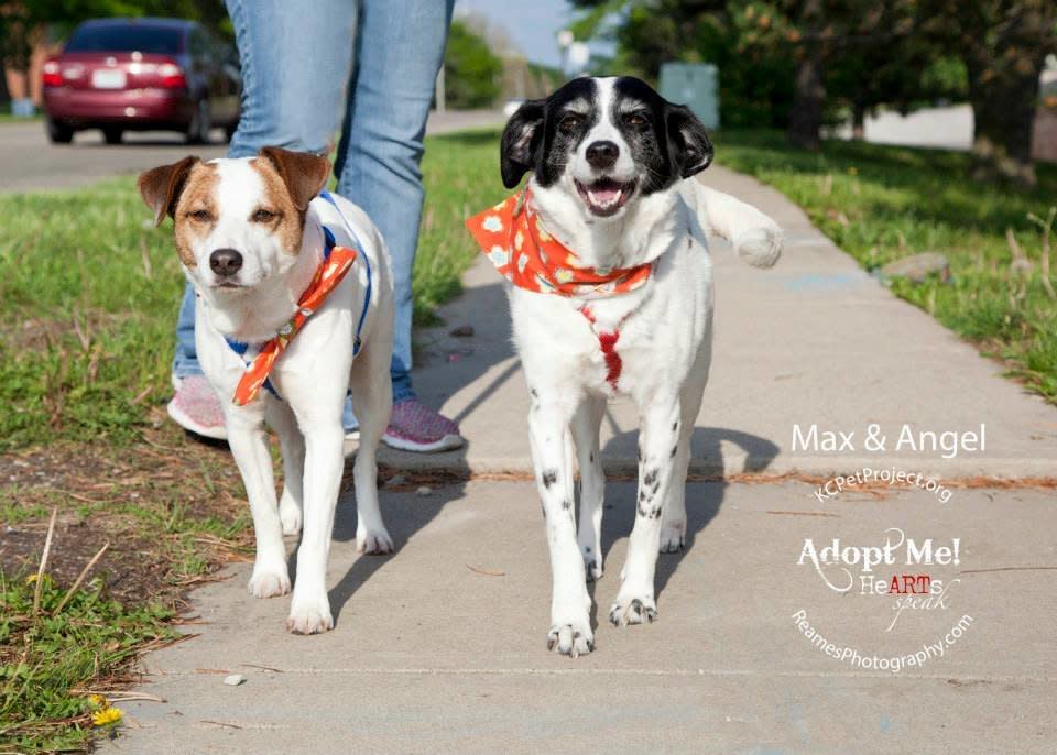 Angel is such a happy and loving girl. She is a spaniel/beagle mix and 7 years old.   Max is a fun guy. This Jack Russell mix is 10 years old but you would never know. He's happy and full of energy.   Angel and Max were surrendered to the shelter together and must be adopted together, as they are a bonded pair that love each other. They walk so well together on a leash and they sleep together in the kennel.   This is such a sweet pair that will bring a lot of love and happiness to your house!.Angel and Max are both fully house trained and have been indoor dogs their entire lives. They previously lived with men, women and children.   They also are used to living with other dogs. They both love walks outside, squeaky toys and laps to sit on.   Find out more from <a href="https://www.facebook.com/KCPetProject?fref=ts">the Kansas City Pet Project</a>, in Missouri.