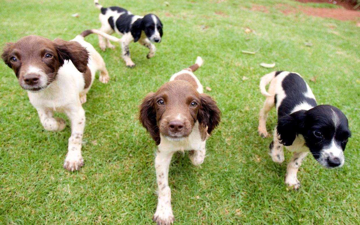 Spaniel puppies that will soon be trained as sniffer dogs - Gallo Images 