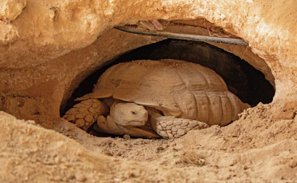A burrowing Mojave desert tortoise, pictured in an undated photo.