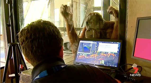 In world-first research, Melbourne Zoo has partnered with Melbourne University and Microsoft to develop software to teach orangutans to interact with humans. Picture: 7 News