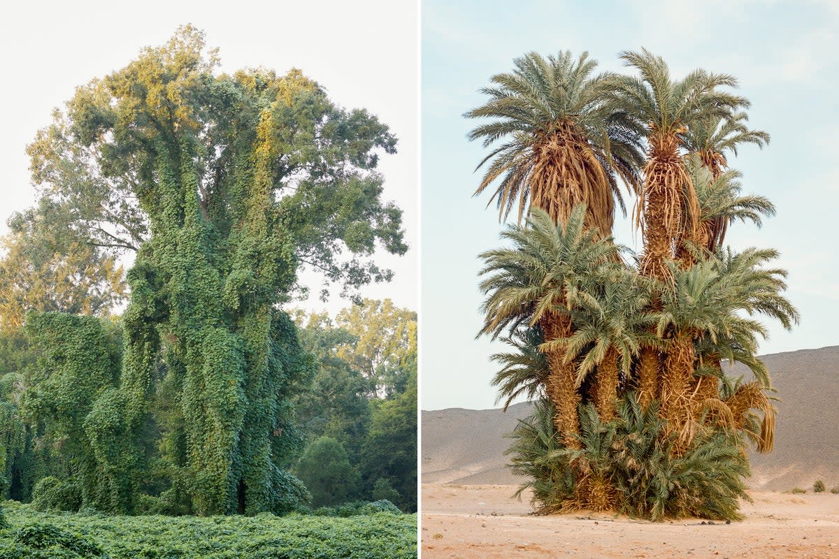 Left: Mississippi. Right: Morocco (Sabine Bungert and Stefan Dolfen/M’hammed Kilito)
