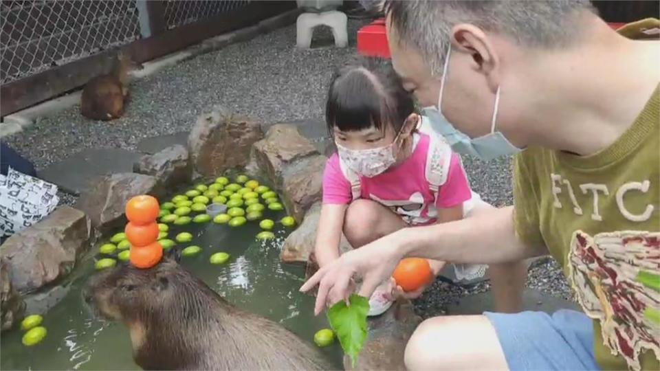 非法經營？　遊客質疑「張美阿嬤農場」涉虐動物