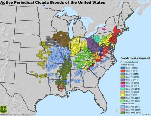 Active Periodical Cicada Broods of the United States (U.S. Forest Park Service)