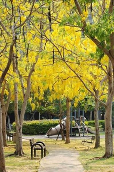 公園路的也常出現阿勃勒的蹤跡。（圖片來源／哈囉，台中）