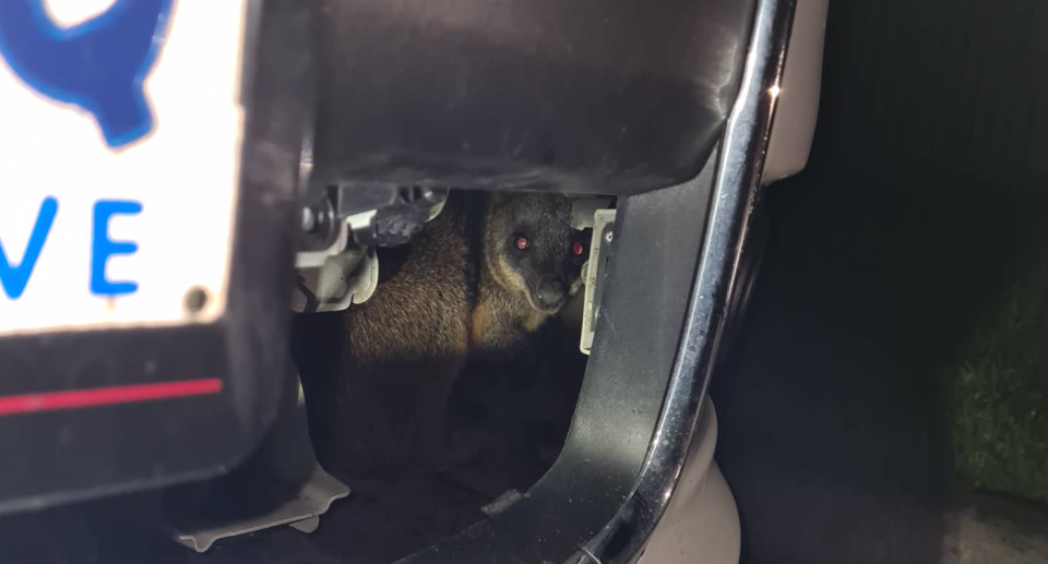 A wallaby inside the engine bay of a car. It's eyes glow read. A portion of the numberplate can be seen to the left.