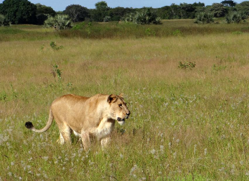 This April 2012 photo shows a lioness walking through the tall grass in the Phinda Private Game Reserve, near the town of Hluhluwe, in Kwazulu-Natal province, South Africa. Phinda’s luxury lodges are spread over 56,000 acres and seven habitats, from the savanna to the unique sand forest. Rangers take visitors on drives to observe the Big Five (Cape buffalo, elephant, leopard, lion and rhino) and other animals roaming freely in protected open spaces. (AP Photo/Matthew Craft)