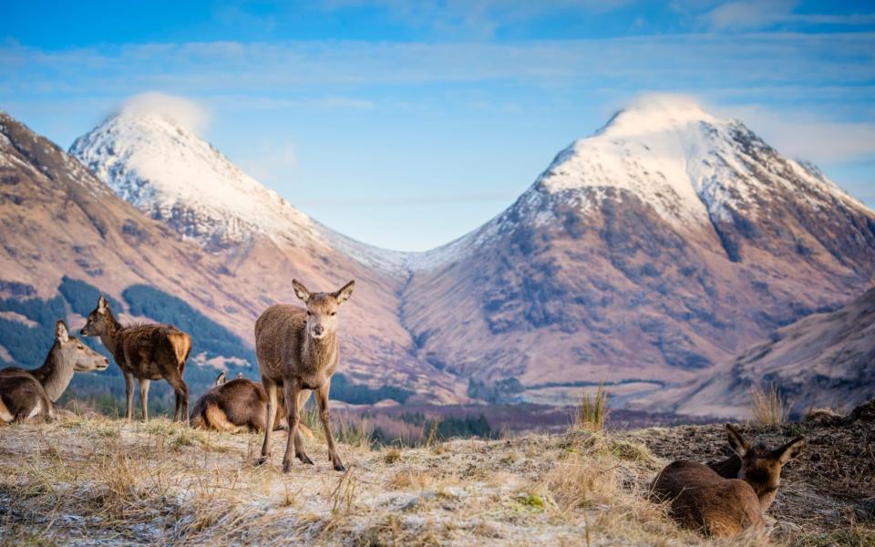 A family of red deer - several does and their young - in Glen Etive by Glencoe  -  theasis/ iStockphoto
