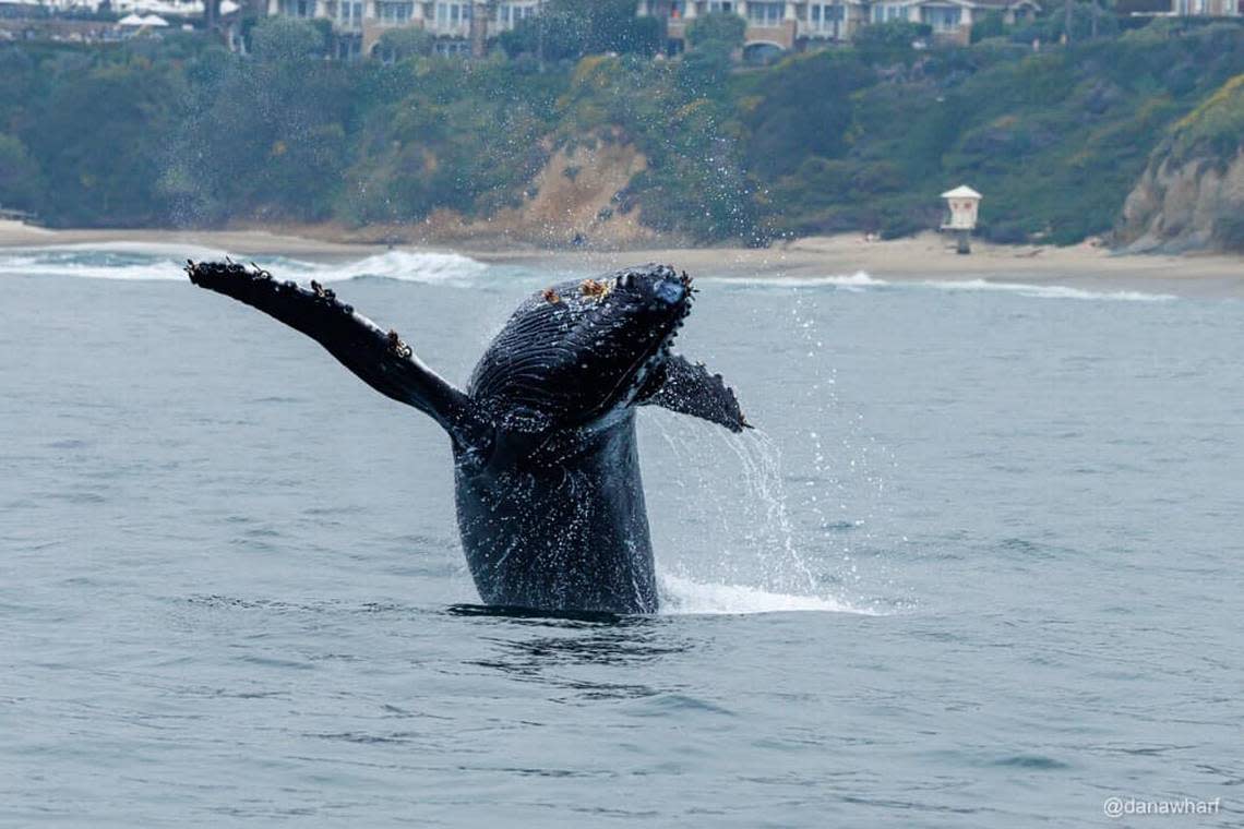 The breaching humpback whale is pictured.