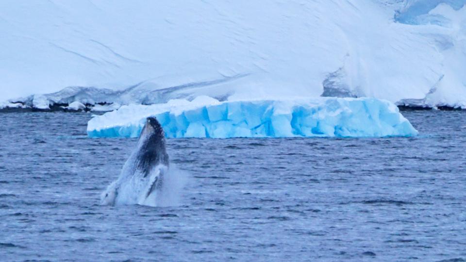 ▲大翅鯨在海中飛身而起的英姿甚是曼妙。