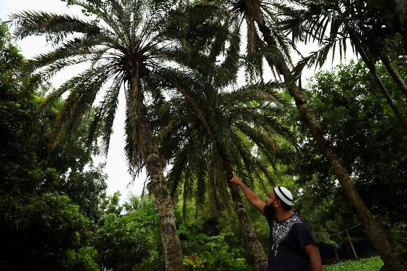 FILE PHOTO: Nashid Amin, whose wife Razia Sultana is a Nipah virus survivor, shows the date palm tree from which they drank sap before getting sick in Faridpur