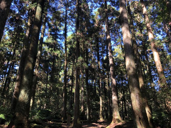 化身森林劇場精靈　東眼山仿生展現大自然姿態律動