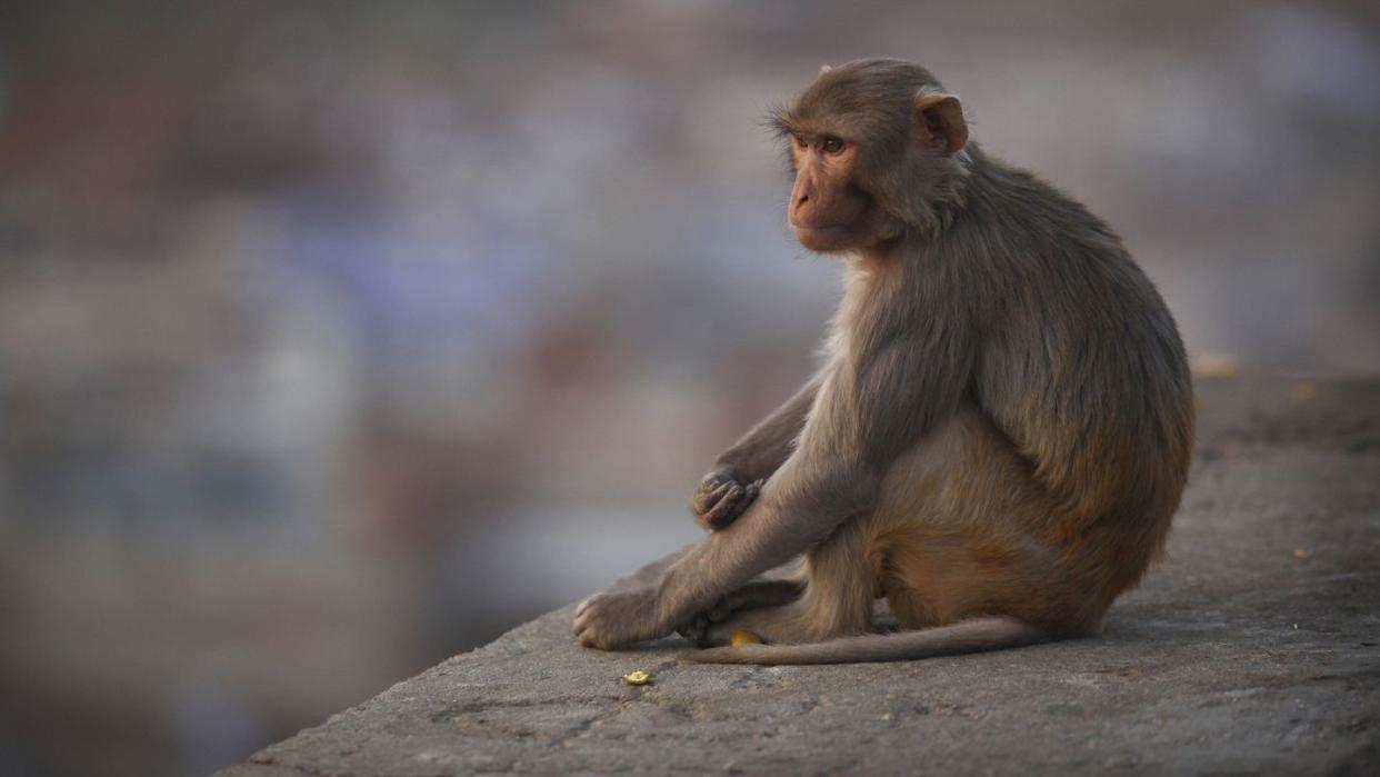 rhesus macaque monkey in jaipur