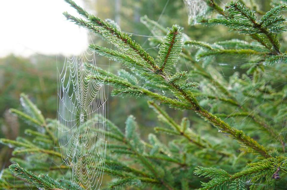 聖誕樹上的蜘蛛網（Image Source : Getty Creative/iStockphoto）