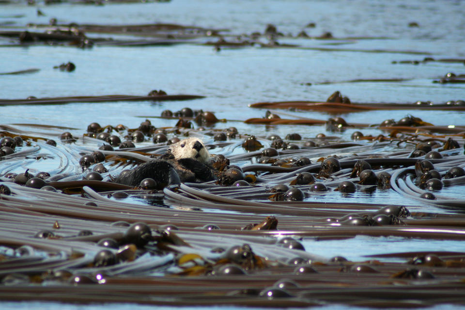 There’s the sea otter!