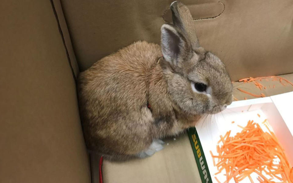 Police went to the nearest Subway and gave the rabbit some shredded carrot. Source: RSPCA SA