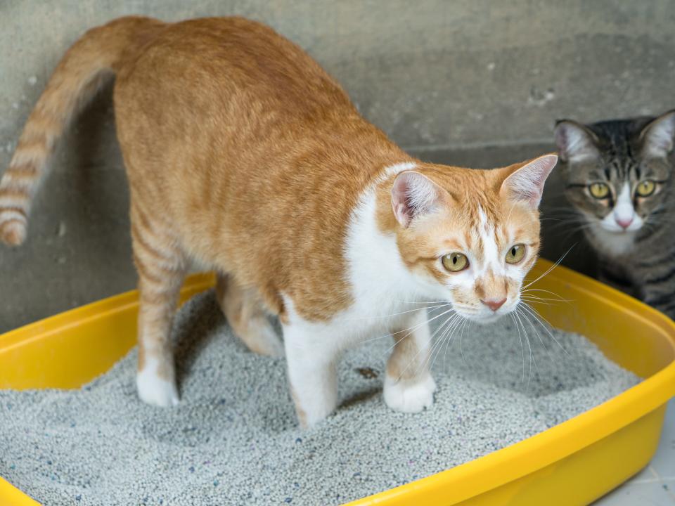 A cat using a litter box