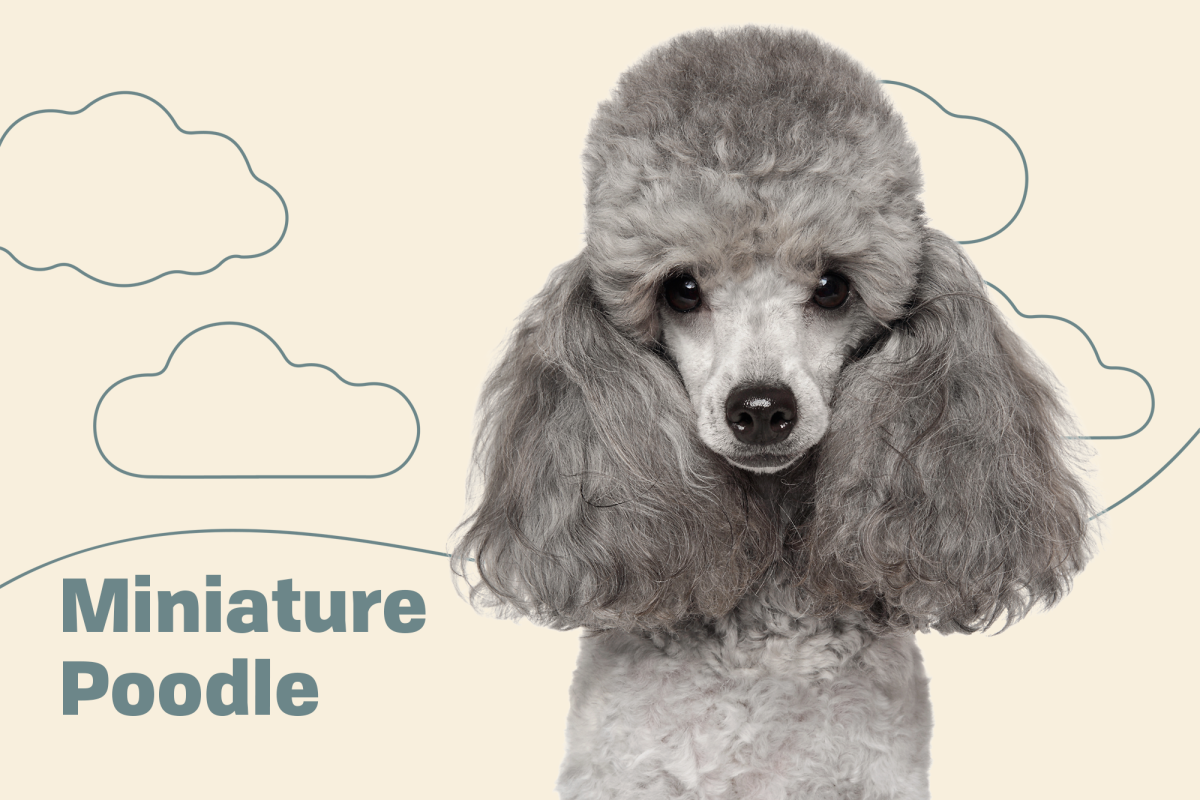 The Teacup Poodle - Facts About This Miniature Breed - Animal Corner