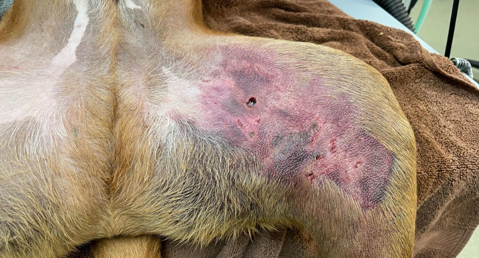 large bite wounds on inside of the dog's leg. 