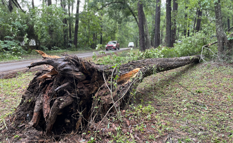 Damage in the Killearn Lakes neighborhood from Thursday evening's storm.