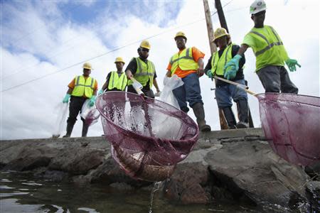 An environmental cleanup crew scoops a dead eel out of Keehi Lagoon after a massive molasses spill from a Matson cargo ship in Honolulu, Hawaii, September 12 ,2013. REUTERS/Hugh Gentry