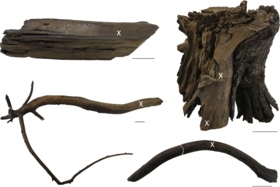 Pieces of wood that helped scientists identify when Vikings sailed to Americas