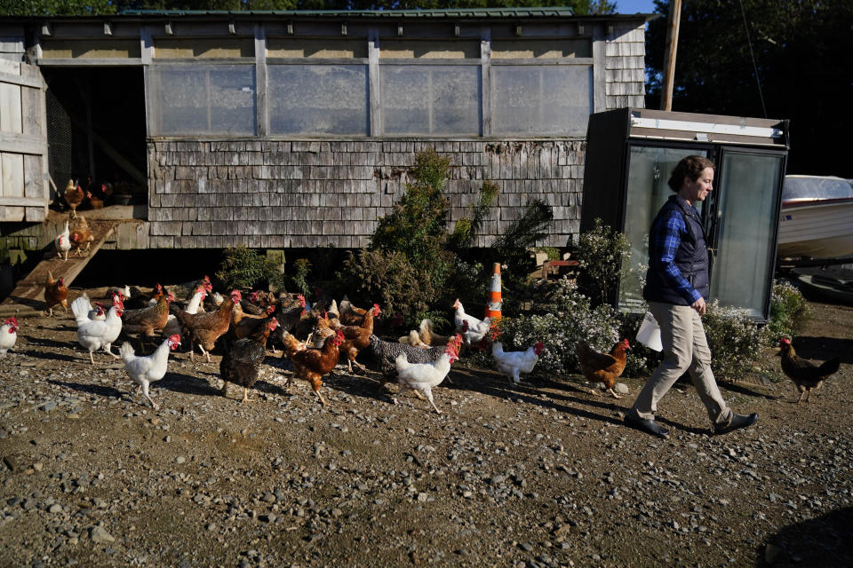 Chickens follow Heather Retberg at her family's farm, Friday, Sept. 17, 2021, in Penobscot, Maine. A ballot question in will give Maine voters a chance to decide on a first-in-the-nation "right to food amendment." (AP Photo/Robert F. Bukaty)