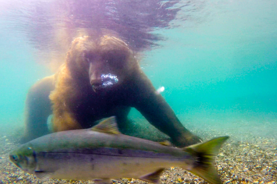 <em>The powerful predator was seen staking out the river in amazing underwater footage (Caters)</em>