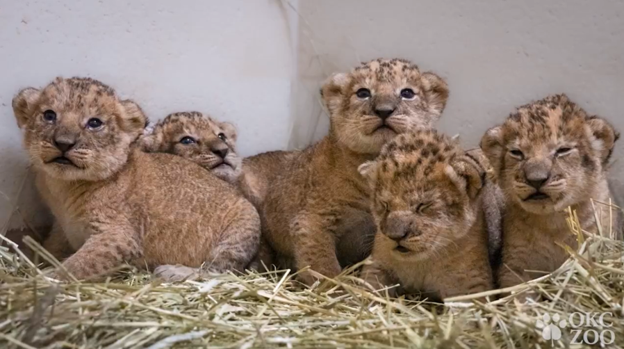Oklahoma City Zoo's African lion cubs.