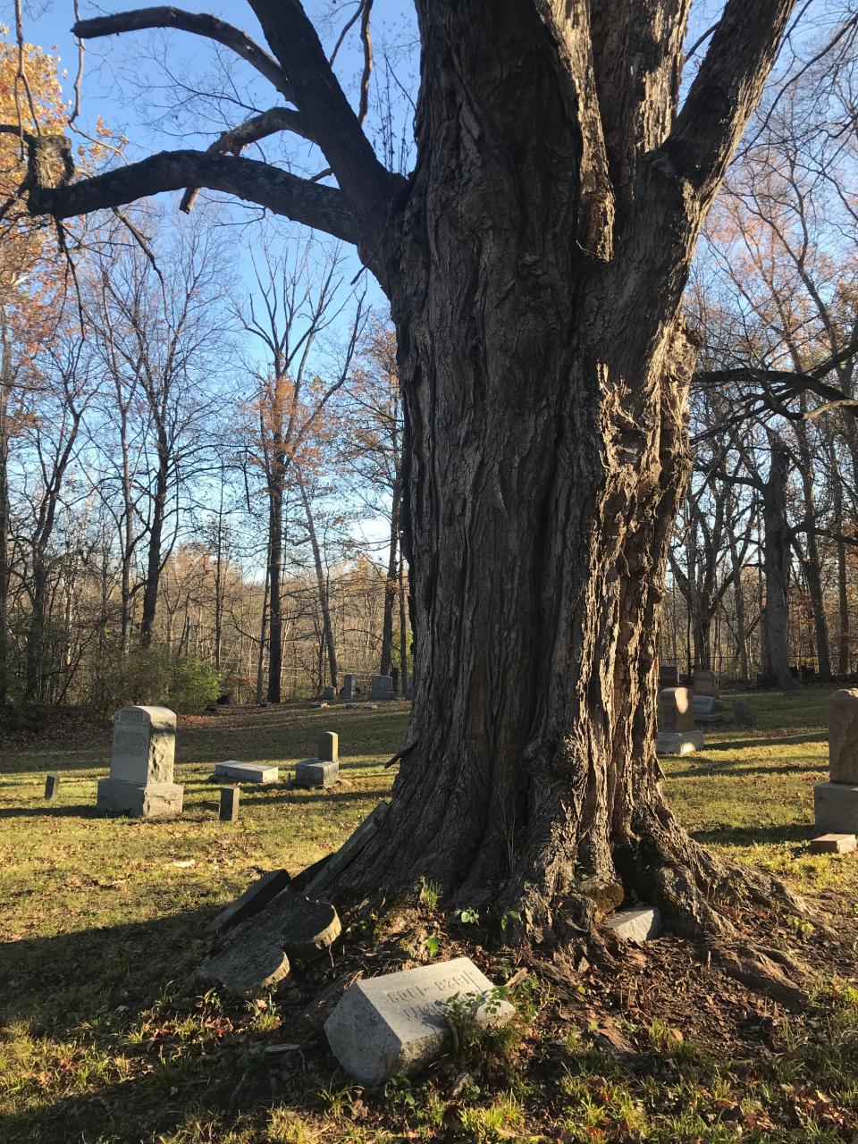 A hackberry tree was allowed to grow up and around stones, consuming one on the right. Note also the abandoned stones on the left, propped against tree. No telling where the corresponding graves are.
