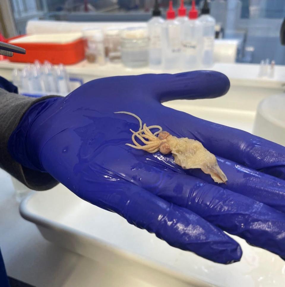 A blue gloved hand holds a young colossal squid specimen