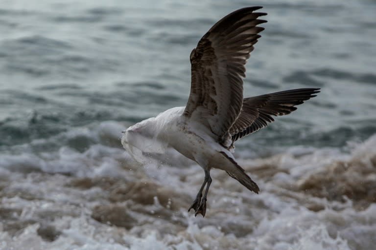 A seagull struggles to take flight covered by a plastic bag in Chile