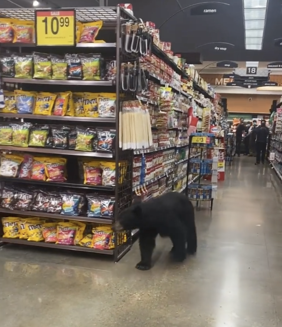 A bear was spotted wandering the aisles of a Ralphs in outer Los Angeles (Instagram / Tisha Campbell)