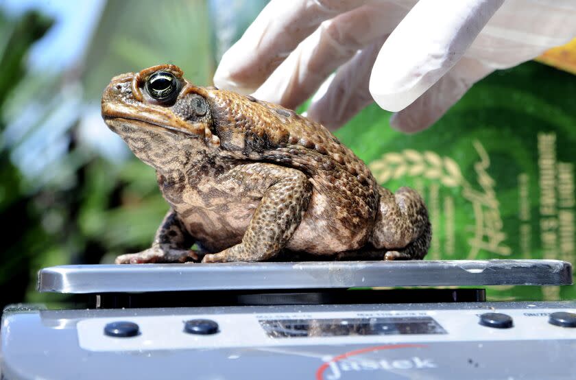 A cane toad is weighed at a collection point in Cairns , Australia, Sunday, March 29, 2009. Thousands of poisonous cane toads met a poetic fate on Sunday, as gleeful Australians gathered for a celebratory mass killing of the hated amphibians, with many of the creatures' corpses being turned into fertilizer for the very farmers they've plagued for years. (AP Photo/Brian Cassey)