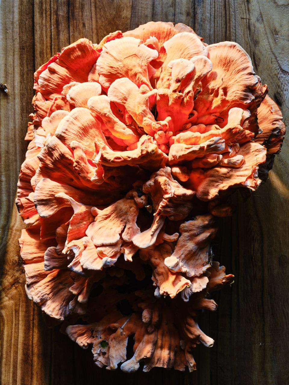 A Chicken of the Woods mushroom foraged by Chef William Dissen, owner of The Market Place restaurant in downtown Asheville.