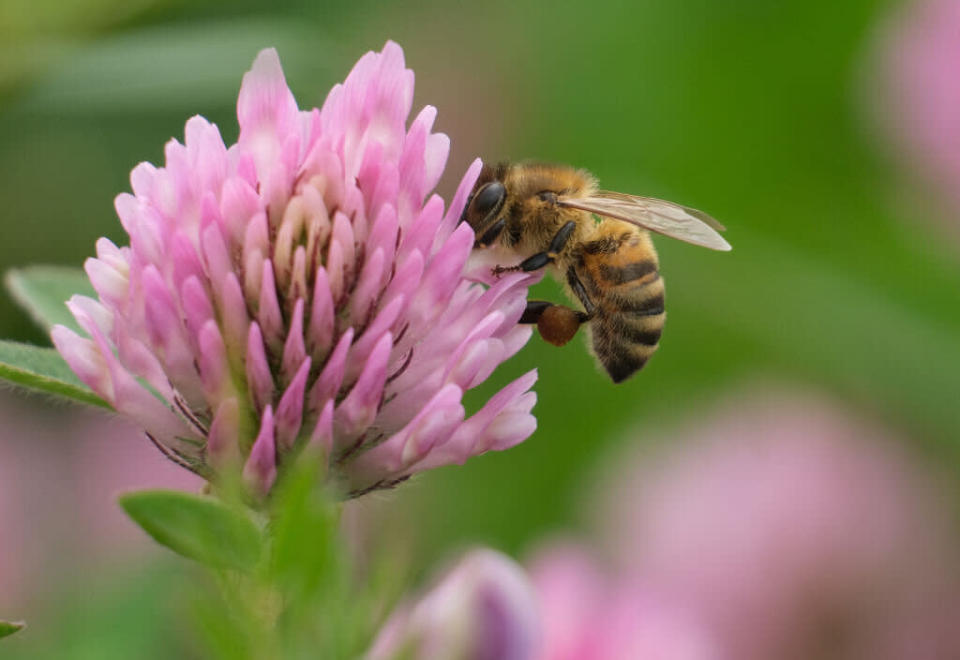 Endlich mal zum Stich kommen: Bei Pornhub gibt's jetzt Bienen-Pornos. (Symbolbild: Getty Images)