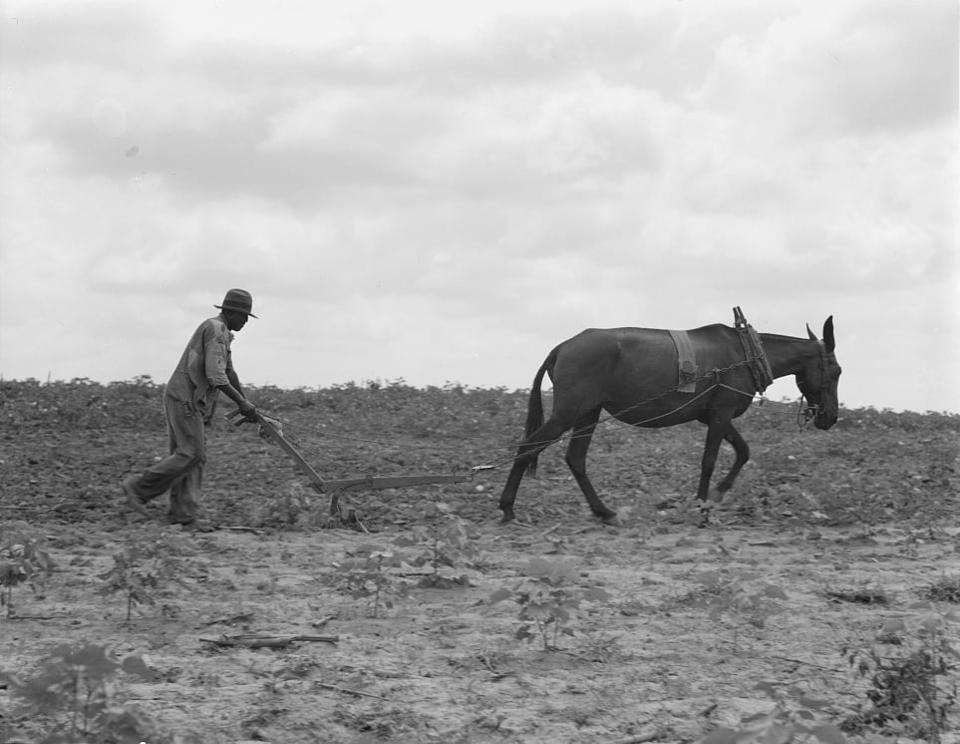 The cotton sharecropper's unit is one mule and the land he can cultivate with a one-horse plow, in Greene County, Ga., July 1937. (Dorothea Lange / Library of Congress)
