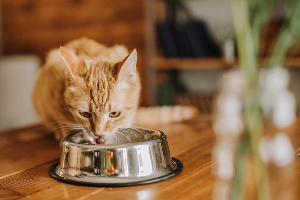 <p>Después de la cuarta semana de vida, los gatitos ya pueden comer alimentos secos y húmedos. Los <a href="https://www.whiskas.mx/producto#utm_source=verizon&utm_medium=content&utm_campaign=test_learn&utm_term=Sobrecitos_Whiskas&utm_content=Descubra_que_alimentos_puede_y_que_no_%20puede_comer_su_gato" rel="nofollow noopener" target="_blank" data-ylk="slk:productos WHISKAS®;elm:context_link;itc:0;sec:content-canvas" class="link ">productos WHISKAS®</a> contienen todos los nutrientes esenciales para su etapa de crecimiento. Lo ideal es comenzar con una línea especial para cachorros (hasta los 12 meses) y después cambiar a las fórmulas para gatos adultos. (Getty Creative)</p> 