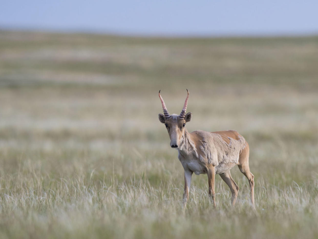 Scientists were baffled about the Saiga deaths (Sky)