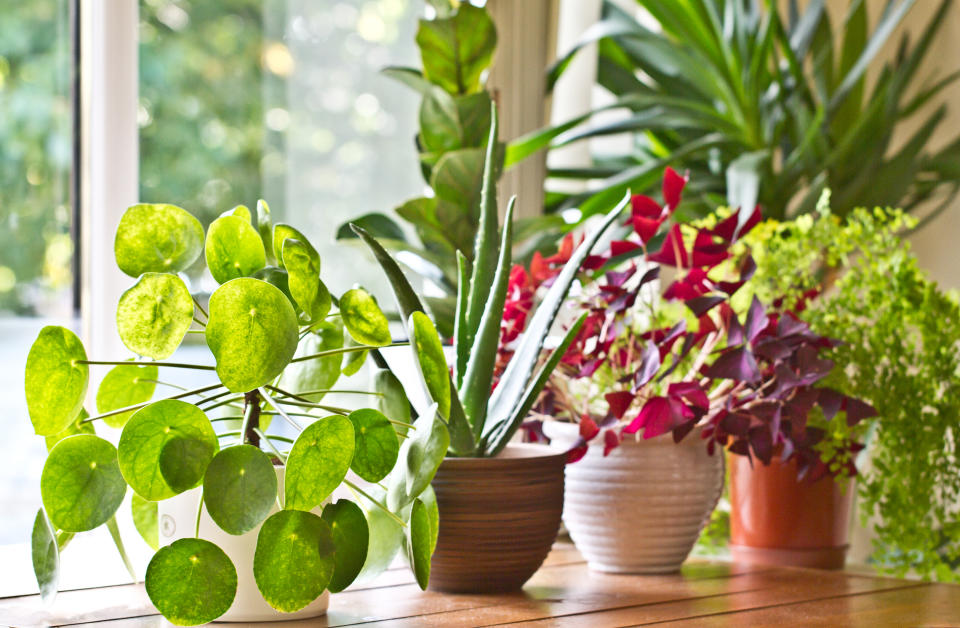 Bestimmte Zimmerpflanzen können die Luft in unseren Räumen erheblich verbessern. (Bild: Getty Images)
