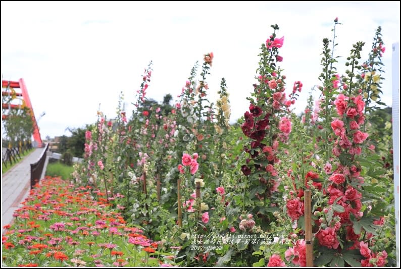 蜀葵(花蓮十六股大道)-2017-05-06.jpg