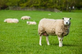 sheep on green meadow on dutch...
