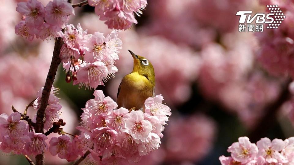 一隻繡眼鳥停在日本東京櫻花樹枝枒上。（圖／達志影像路透社）