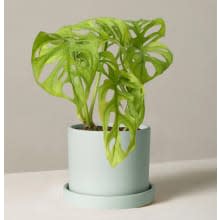 Product image of The Sill Monstera Adansonii