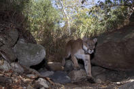 This Aug. 2017, photo provided by Miguel Ordeñana shows a mountain lion known as P-22, photographed in Los Angeles. The popular puma gained fame as P-22 and shone a spotlight on the troubled population of California's endangered mountain lions and their decreasing genetic diversity. But it's the big cat's death — and whether to return his remains to ancestral tribal lands where he spent his life — that could posthumously give his story new life. (Miguel Ordeñana via AP)