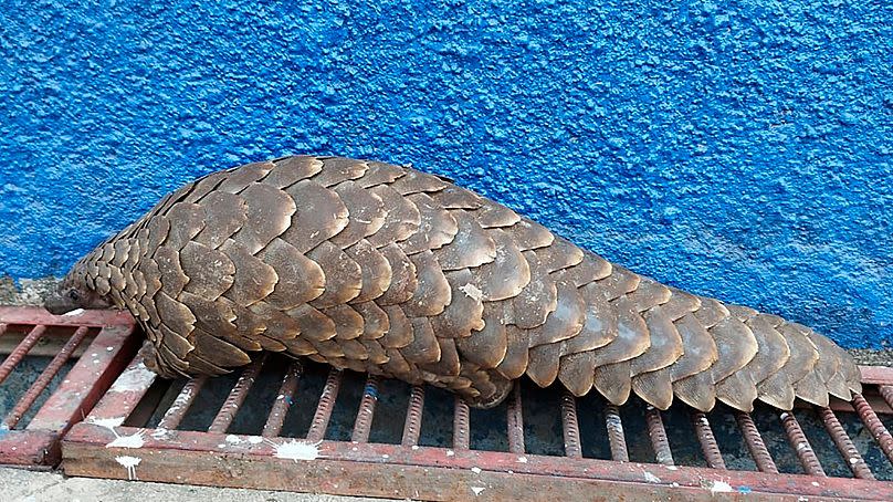 This photo provided by Interpol shows a seized live pangolin on 20 October 2023 in Mozambique.